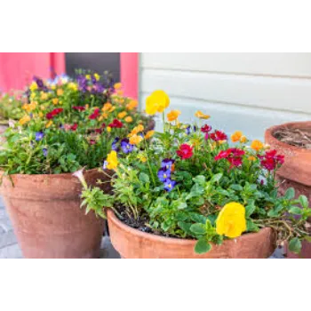 Multicolor Pansy Plant